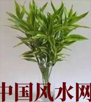 德州十二生肖养什么植物最旺财运？你知道吗！