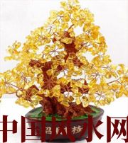 德州买了招财植物却不能发财，是方位摆错了！